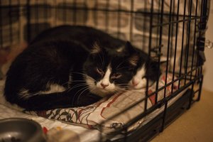 Leisgyvis kačiukas atėjo prašyti žmonių pagalbos – Mikas jau tos stadijos, kai nustojo valgyti