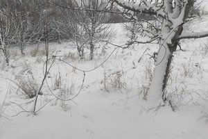 Brakonieriui sučiupti stirnos nepavyko: gyvūną iš kilpos gniaužtų išvadavo aplinkosaugininkai 