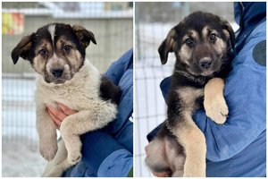 Sesutės-meškutės trokšta namų: labai garsios ir žaismingos – nuobodu tikrai nebus