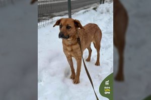 Nieko gero gyvenime nemačiusi šunytė ieško, kas jai atvertų pasaulį ir savo širdį