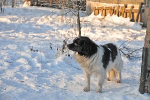 Gyvūnų alergija žmonėms: kaip tai atpažinti ir kaip padėti augintiniui