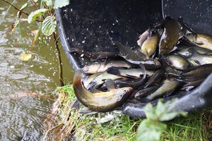 Pernai į Lietuvos vandens telkinius įžuvinta beveik 16 milijonų įvairių rūšių žuvų