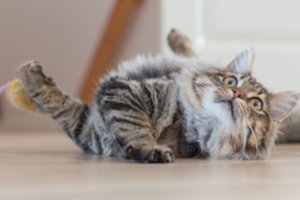 Kaip tinkamai prižiūrėti katę: išsamus gidas
