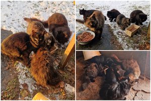 Tragiška situacija Kupiškio r.: močiutė vienkiemyje dalijasi paskutiniu kąsniu su 18 išmestų kačių