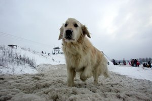 Už netinkamą šuns priežiūrą – apribotas laisvė, konfiskuotas augintinis ir 3 tūkst. eurų paplonėjusi piniginė