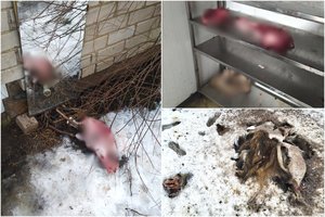 Nemalonus VMVT radinys Klaipėdos r.: medžiotojai gyvūnų atliekas išmėtė net kieme, nustatyta daugybė pažeidimų