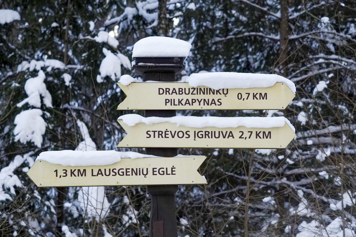 Aplinkosaugininkai primena, kad mišką reikia saugoti ne tik vasarą, bet ir žiemą, todėl dalinasi patarimais, kaip atsakingai jame poilsiauti.<br>V.Ščiavinsko nuotr.