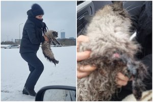 Viduryje plento išvydo sniege gulintį katiną: sustojus paaiškėjo siaubinga situacija