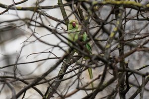 Panevėžyje į laisvę ištrūkusios papūgėlės laukia kraupus likimas