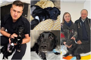 P. Morkūną sujaudino lietuvių gerumas: pakeitė po nakties rasto žiauriai sužaloto šuns likimą