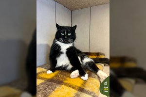 Daug vargo matęs katinas žavi savo charakteriu ir stebina dydžiu