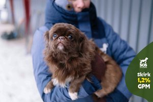 Bučiniais apipilanti prielipa ieško meilės ir dėmesio išsiilgusio žmogaus – būtų geriausia draugė visam gyvenimui