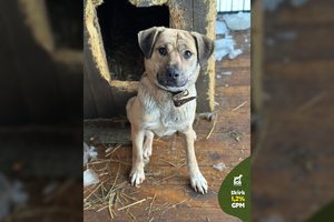 Vargo gyvenime mačiusi kalytė – visiška gerietė, tačiau prireiks kantrybės