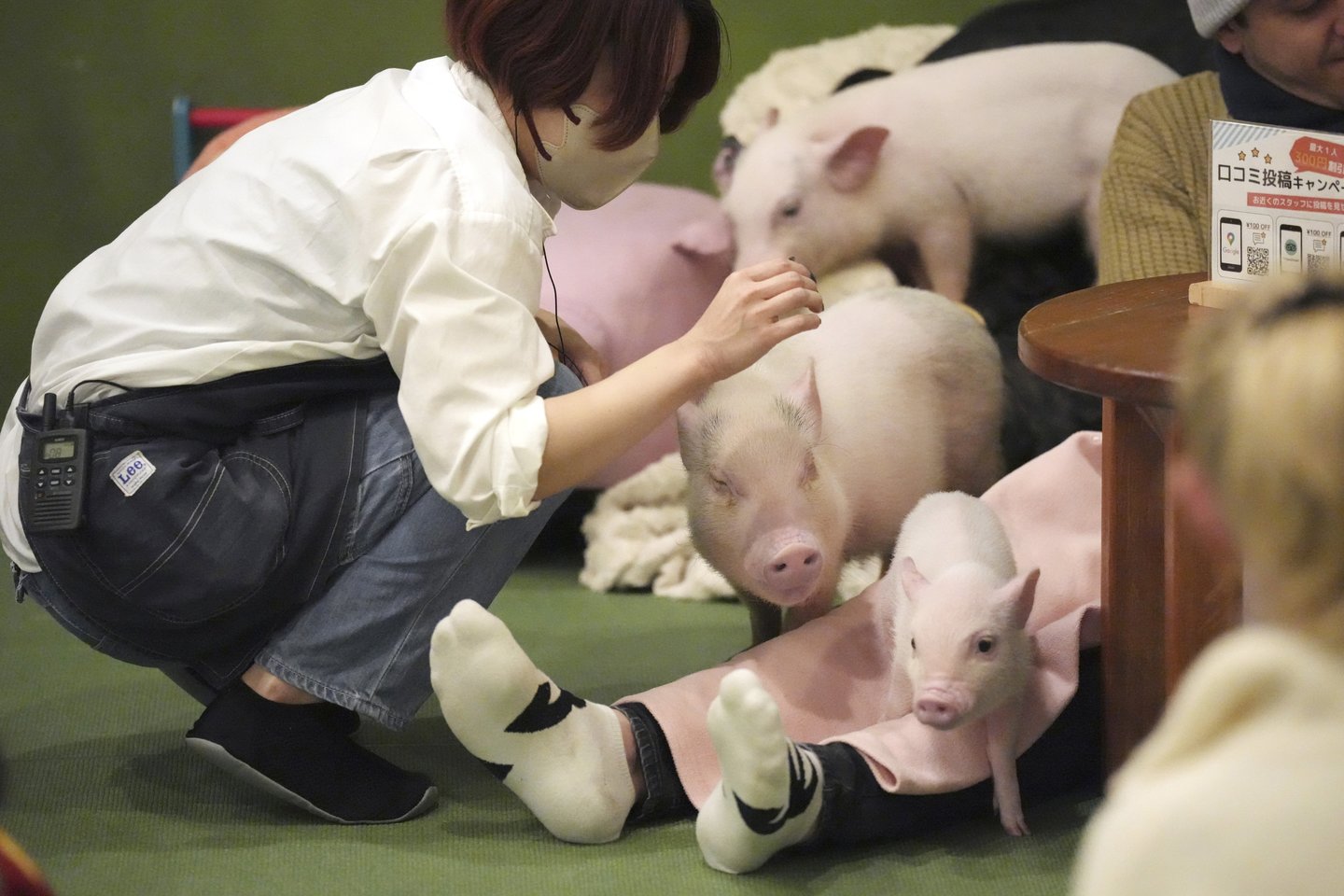 Kiaulių kavinė Japonijoje.<br>AP/Scanpix nuotr.