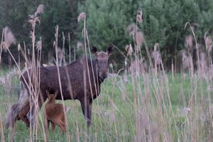 Lietuvoje išlikę vos trečdalis pelkių: paaiškino, kodėl jos – gyvybiškai reikalingos