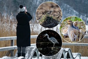 Pavojaus signalas iš ornitologų: „Jei taip ir toliau, paukščių išėję į kiemą nebeišgirsime“
