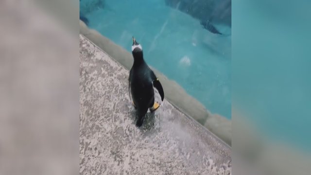 Zoologijos sode pingvinas ištrūko į laisvę: šiuo sprendimu neliko sužavėtas