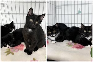 Šis pūkuotas penketukas – tik ypatingiems žmonėms: tikrai nepasigailėsite