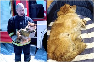 Gailų šuns kaukimą išgirdusi moteris nekreipė dėmesio – kalytė kankinosi kelias dienas