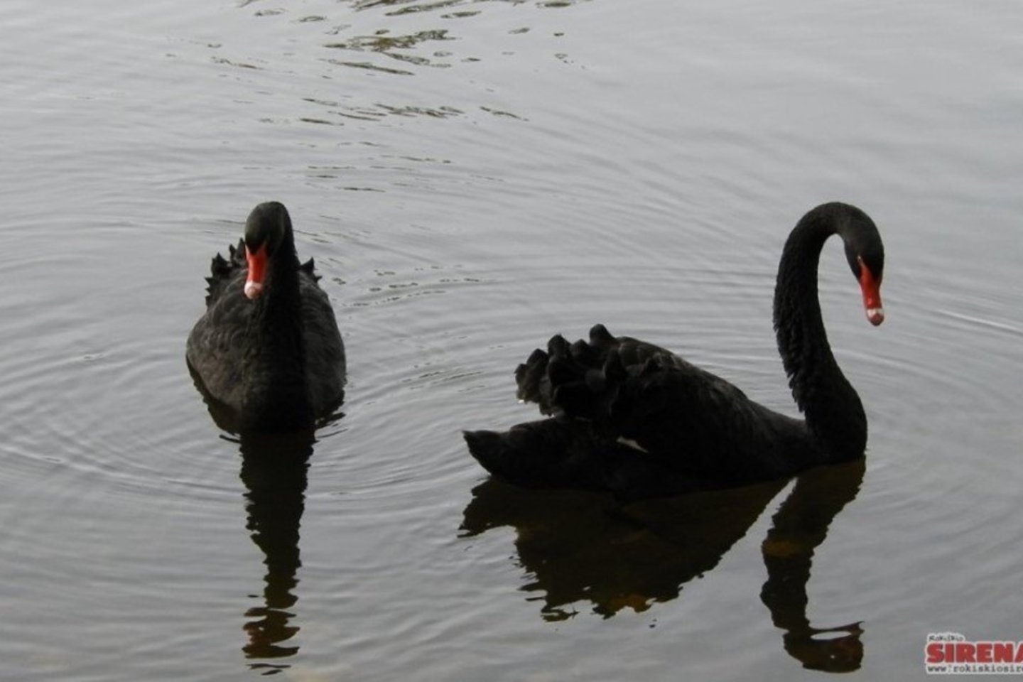 Juodosios gulbės.<br>rokiskiosirena.lt nuotr.