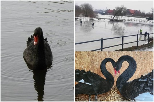 Rokiškio simboliu tapusios juodosios gulbės pavasarį grįš į dvigubai didesnį aptvarą