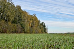 Lietuvos ūkiai keičiasi: net keliasdešimt hektarų gali tapti pragyvenimo šaltiniu, o šeimos ūkiams žadama neeilinė sėkmė