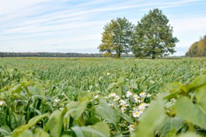 Lietuvos ūkininkų išauginti grūdai pasiekia egzotiškiausias šalis: noriai perka dėl vienos svarbios priežasties