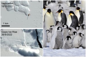 Itin džiugus atradimas: palydovai padėjo aptikti 4 naujas imperatoriškųjų pingvinų kolonijas