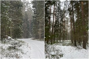 Pasidalino įdomiausiais faktais bei mitais apie Lietuvos miškus: nustebintų ne vieną