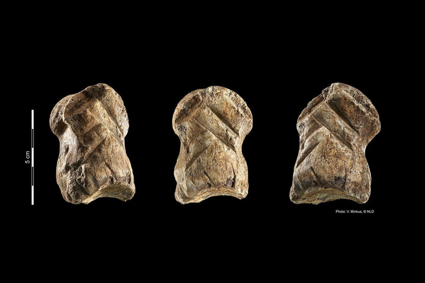  Maždaug prieš 51 000 metų neandertaliečiai šiame milžiniškame elnio pirštikaulyje išraižė rombinį raštą.