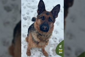 Šeimininkės norams nesutapus su galimybėmis, švelni ir draugiška kalytė prašo antro šanso