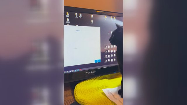 Pamatykite: taškeliai kompiuterio ekrane susuko katei galvą