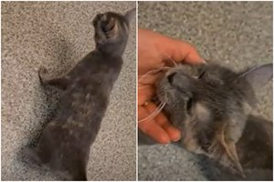 Katytę atnešė eutanazijai: aiškėja, kad už tokį gyvūno sužalojimą šeimininkams grėsė dveji metai kalėjimo