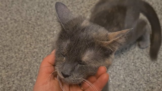 Sužalota katytė atvežta eutanazijai: savanoriai prašo padėti išgelbėti gyvūną