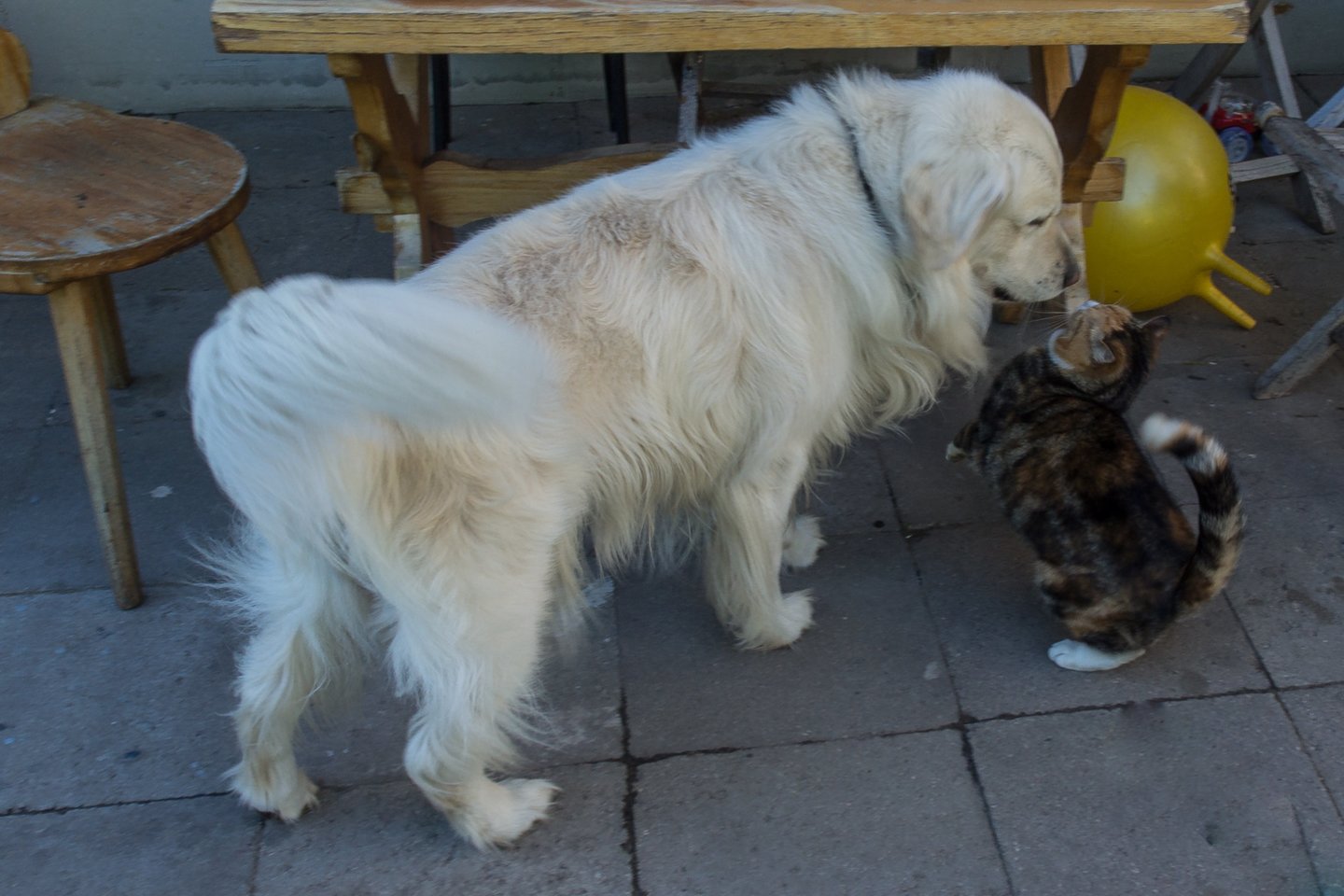 Šuo ir katė.<br>V.Ščiavinsko asociatyvi nuotr.
