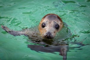 Lietuvos jūrų muziejuje sveiksta paskutinė ruoniukė: reabilitacija trunka beveik metus