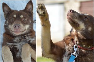 Siaubingu nusikaltimu apkaltintas šuo iš Žemaitijos neteko namų: atsiskleidęs charakteris paneigia kaltinimus