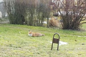 Kėdainių r. kiemuose šeimininkauja lapė: gyventojai jau skundžiasi dėl dingstančių vištų