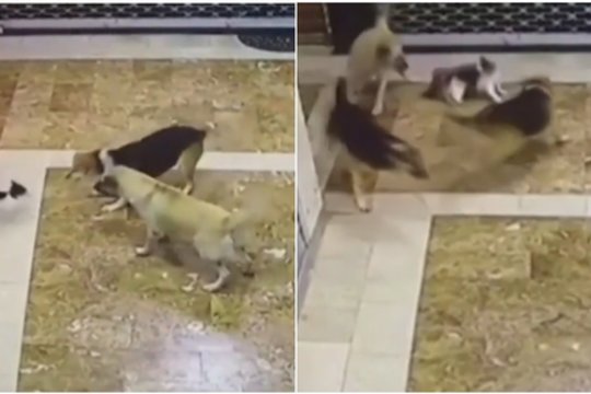 Vaizdo stebėjimo kameros užfiksavo šunų terorą prieš kačiuką: pamatykite, kuo visa tai baigėsi