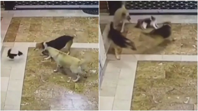 Vaizdo stebėjimo kameros užfiksavo šunų terorą prieš kačiuką: pamatykite, kuo visa tai baigėsi