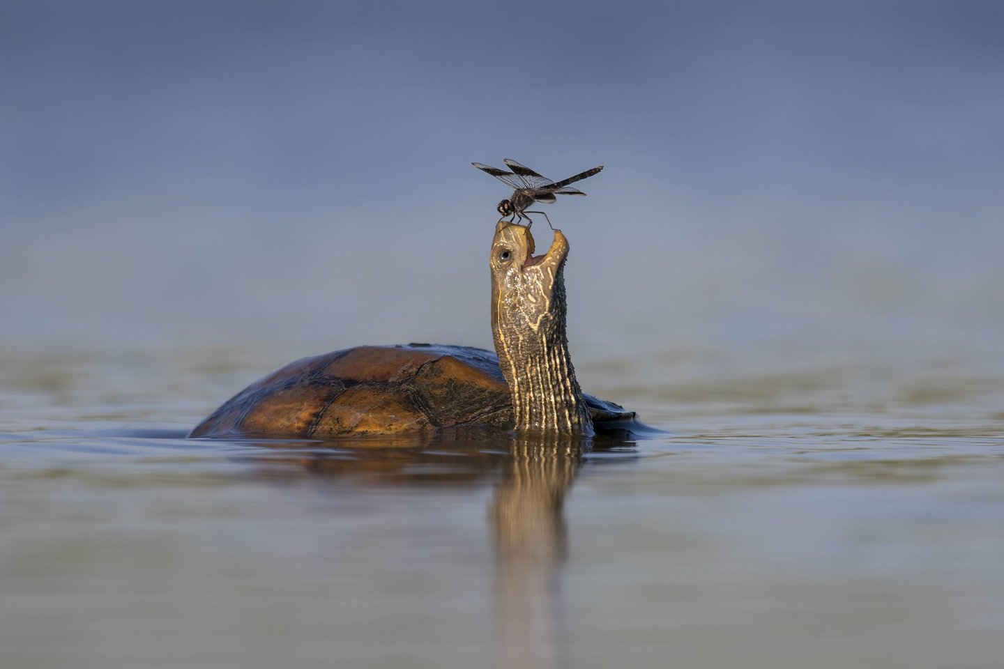 The Happy Turtle.<br>Tzahi Finkelstei, Wildlife Photographer of the Year