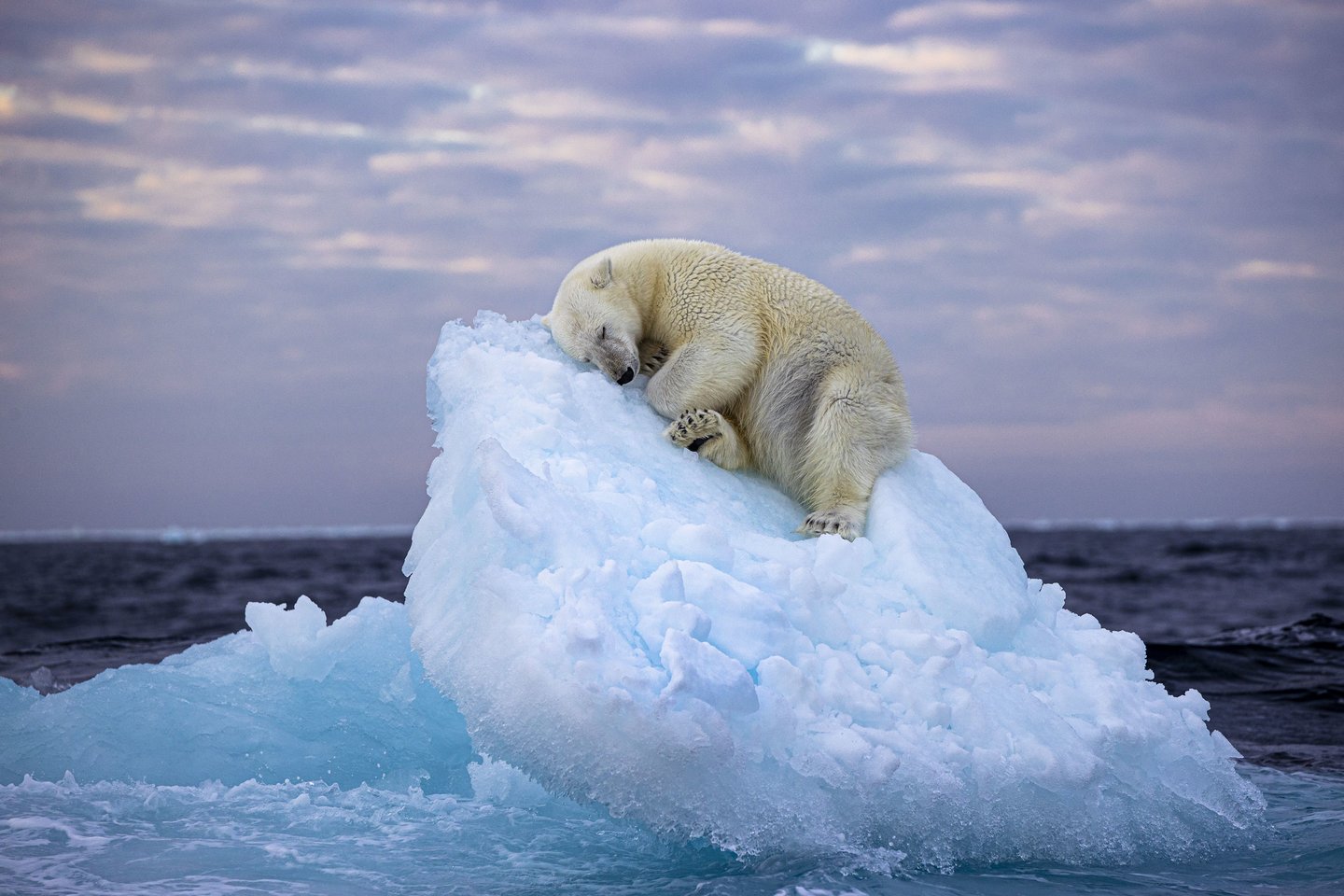 Ice Bed.<br>Nima Sarikhan, Wildlife Photographer of the Year