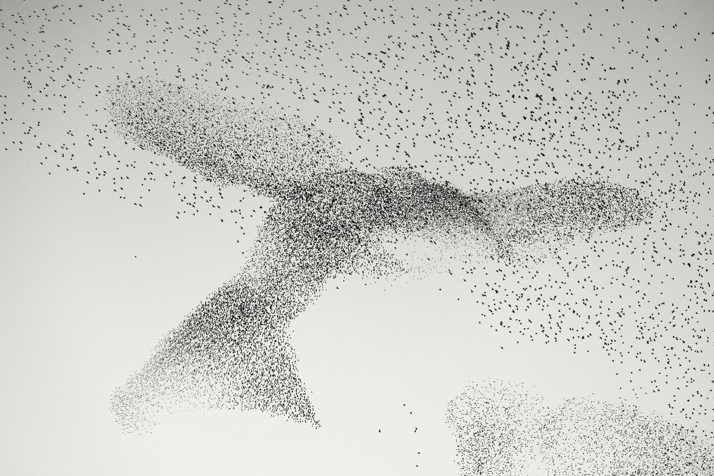 Starling Murmuration. <br>Daniel Dences, Wildlife Photographer of the Year