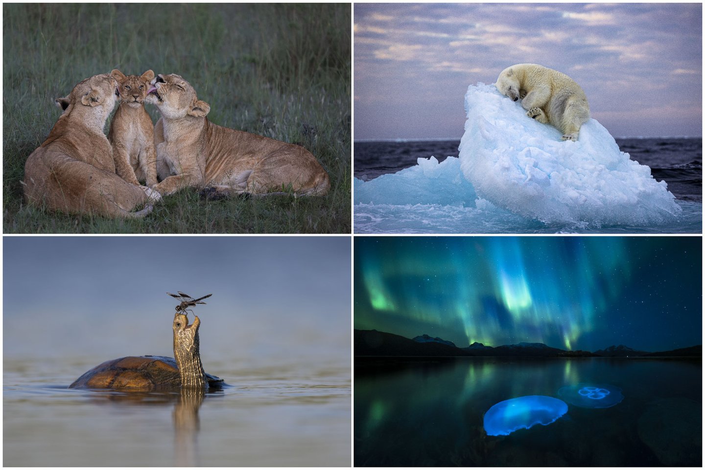 Arktinio plėšrūno nuotrauka pavadinimu „Ice bed“ nugalėjo keletą kitų labai gerai įvertintų nuotraukų.<br>Mark Boy, Nima Sarikhan, Tzahi Finkelstei, Audun Rikardse/ Wildlife Photographer of the Year 