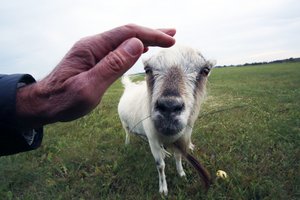 Paaiškėjo nauji išmokų ūkininkams dydžiai: štai kiek ir už ką bus mokama