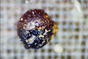 Pateikė naujų įrodymų, kad rastos neįprastos sferos yra ateivių technologijos liekanos