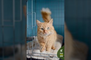 Užmigdyti atvežtas katinas pajėgė tik šliaužioti: užgydžius žaizdas ir širdį stebina meilumu