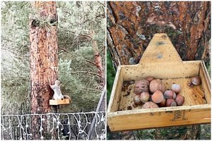 Kėdainiečių šeima voverėmis rūpinasi jau penkerius metus: užaugo ne viena pūstauodegių karta