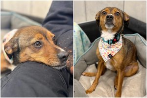 8 kg švelnumo, meilės ir ištikimybės trokšta tikrų namų: reikės vieno dalyko, bet atsilygins su kaupu