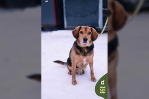 Kiekvieną kaip draugą sutinkantis, maistą ir pasivaikščiojimus dievinantis šuo ieško kompaniono gyvenimui